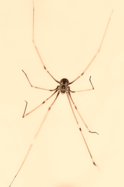 Spider.jpg
