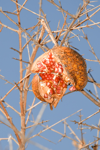 Pomegranate1.jpg