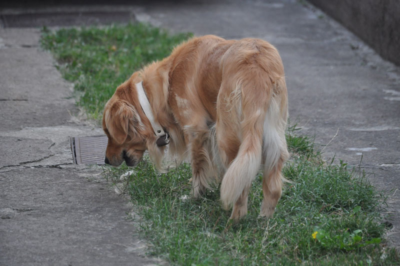 DSC_0209.JPG