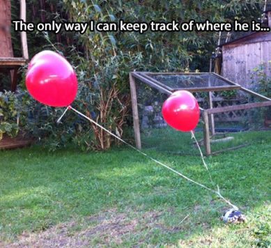 funny-turtle-balloon-tied-up.jpg