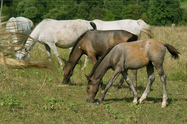 ergela_prnjavor (1).jpg