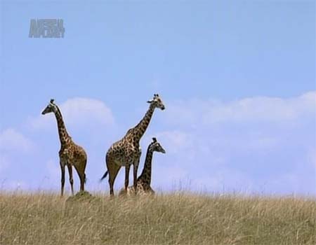 animal%20planet%20novi.jpg