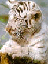 Korisnikov avatar